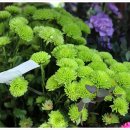 중앙꽃집 이미지