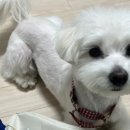 헬로그루밍 이미지