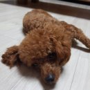 퍼피랜드애견카페 이미지