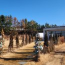 카페산후리 네이버블로그