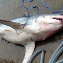 동호동 수협 앞 이미지