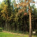 정실농장 이미지