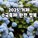 옥포대첩로 | 놓치면 후회! 2025 거제 수국축제 완전정복, 핫한 포토존까지!