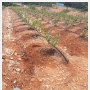 청화농장 이미지