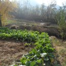 면중초등학교 이미지