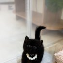 미오미오 고양이분양 이미지