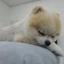 골드스푼애견풀빌라 이미지