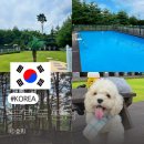 강릉애견하우스 | 강원도 강릉 멍비치 숙소 애견동반 수영장 펜션 글램독 양양