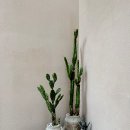 스테이 오씨오 이미지