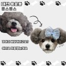 대전 애견미용 콩스몽스, 푸들가위컷하고 찰칵까지!