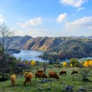 춘천목장 이미지