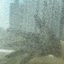 제일유리 페인트 이미지