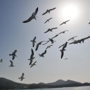 까멜리아 이미지