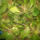 김인수농장 이미지