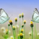 목포순대 이미지