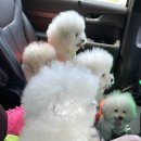 콩밭매는 강아지 이미지