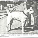 백구 이미지
