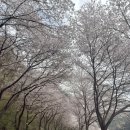 의령 거장산 오토캠핑장 | 경남 의령 거장산오토캠핑장 벚꽃 캠핑/ 벚꽃명당/ 애개캠핑/ 카라반 캠핑