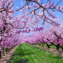 복사꽃향기 이미지