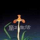 다홍 이미지