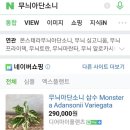 주사랑화원