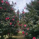 서광리-12 이미지