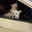 퍼피앤파파 이미지