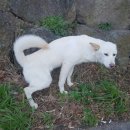 노형 꿈 동물병원 이미지