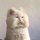 함께냥 본점 이미지