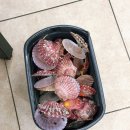 천안천8길 | 천안터미널 맛집 천안 조개찜 맛집 신부동 조개킹