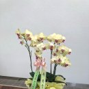 세련꽃농원 이미지