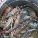 양산 남부시장 별이네 수산 신선한 제철 대하 포장후기
