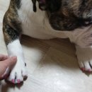 귀욤주의 Daum카페