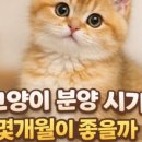 고양이분양 온리캣 이미지