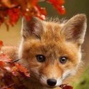 FOX 이미지