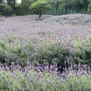 신녕본토공인중개사사무소 | 양산 느티나무의사랑 카페, 가족과 함께 꽃 구경 나들이