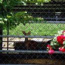 장미별장 이미지