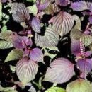 무지지천 이미지