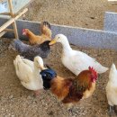 기석농장 이미지