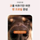 펫나우 이미지
