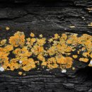 고암의 금린(古岩 金鱗) / Golden scales of the ancient rock 이미지