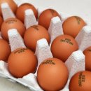 봄양계장 이미지