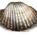 단이네벌교꼬막 이미지