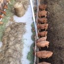 영현목장 이미지