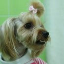 카페소민