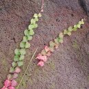 대림역중앙행정사 이미지