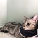 압구정 동물의료센터 이미지