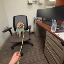 남산동물병원 | [임신일기] 임신중기, 너무 행복한 임산부 💝💓