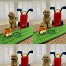 글로리 애견 유치원 이미지