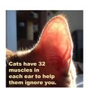 고양이 귀에 대한 진실 이미지